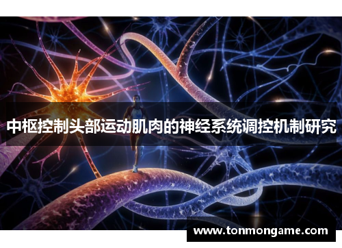 中枢控制头部运动肌肉的神经系统调控机制研究